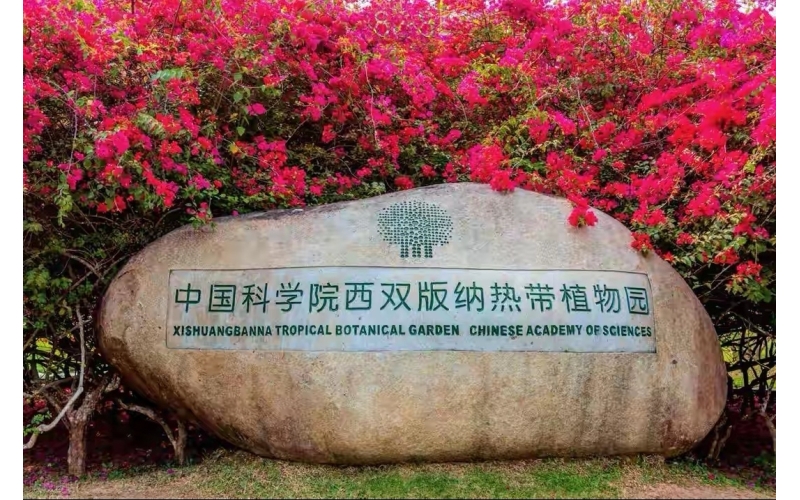 西双版纳大益庄园